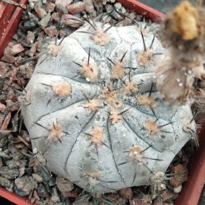 Acanthocalycium glaucum cv "Super Silver"-seeds-семена-