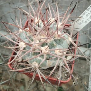 G. castelanosii v. bozingianum P205 -seeds-семена-