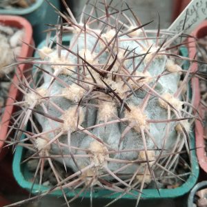 Acanthocalycium griseum P144 -seeds-семена-