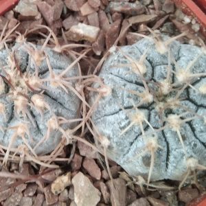 Gymnocalycium triacanthum P124 -silver form!-seeds-семена-