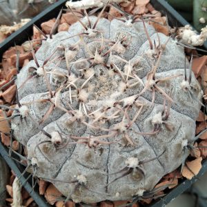Gymnocalycium platygonum LB1161 -seeds-семена-