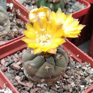 Weingartia kargliana VS294 -seeds-семена-