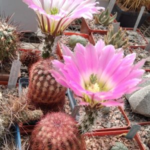 Echinocereus pectinatus-dasiacanthus MMR76 -seeds-семена-
