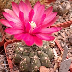Gymnocalycium baldianum -seeds-семена-