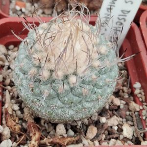Strombocactus discoformis ssp. jarmilae -seeds-семена-