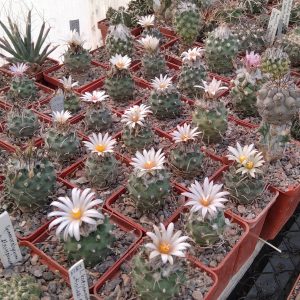 Turbinicarpus klinkerianus SB275 -seeds-семена-