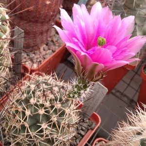 Echinicereus kuenzleri v. hempelii SB187 -hybr-seeeds-семена-