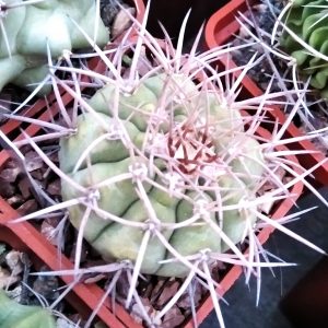 Gymnocalycium  castelanosii P80a
