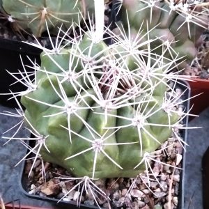 Gymnocalycium mostii -s