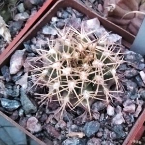 Gymnocalycium  matoense -Mato Grosso