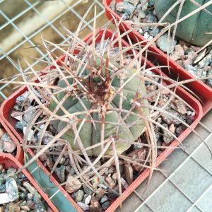 Gymnocalycium spegazzinii v. horizontalonium -s
