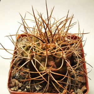 Gymnocalycium mazanense v. polycephalum -s