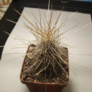 Echinocereus stramineus -s