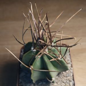 Astrophytum crassispinum