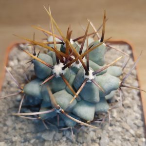 Thelocactus lophothele v. longispinus