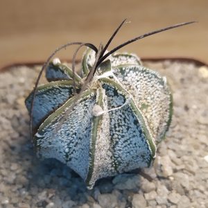 Astrophytum capricorne major