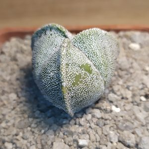 Astrophytum myriostigma v. tricostatum ball