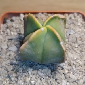 Astrophytum myriostigma quadricostatum v. nudum