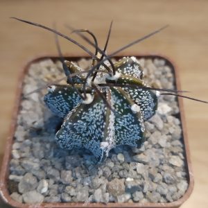 Astrophytum capricorne, blak spine