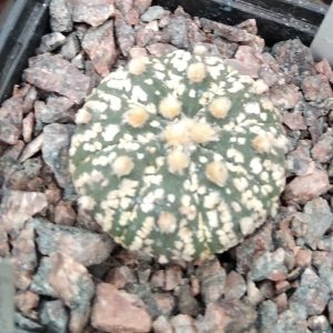 Astrophytum asterias cv."Supercabuto"