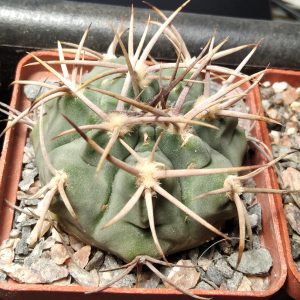 Gymnocalycium  castelanosii v. rigidum -Tama-