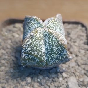 Astrophytum myriostigma v.quadricostatum