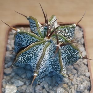Astrophytum ornatum