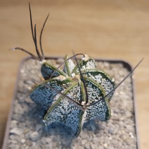 Astrophytum capricorne, blak spine