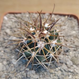 Ferocactus fordii