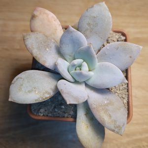 Echeveria carnicolor