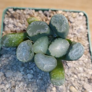 Haworthia maughanii MG 39.08