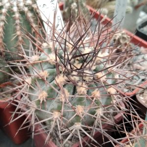 Acanthocalycium glaucum WR872-seeds-семена-