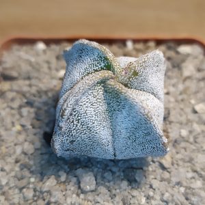 Astrophytum myriostigma quadricostatum