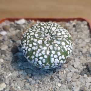 Astrophytum Superkabuto