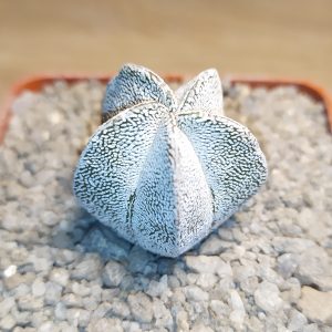 Astrophytum myriostigma onzuka