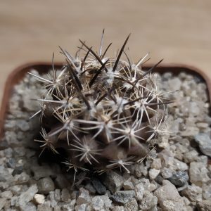 Neoporteria taltalensis