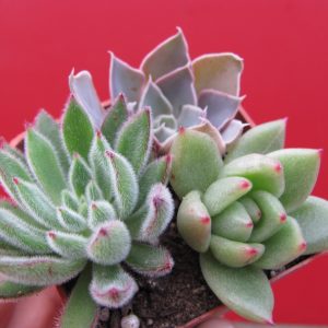 3 Echeveria