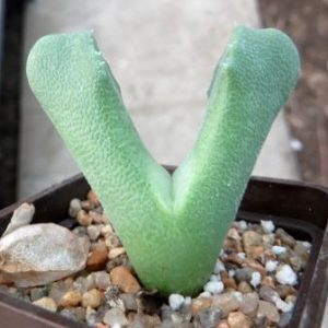 odontophorus primulinus