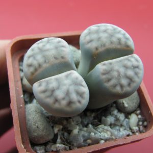 Lithops karasmontana