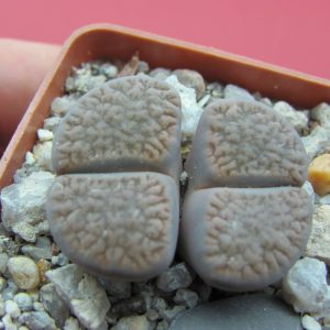 Lithops turbiniformis