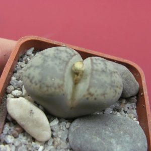 Lithops pseudotruncatella pulmonuncula