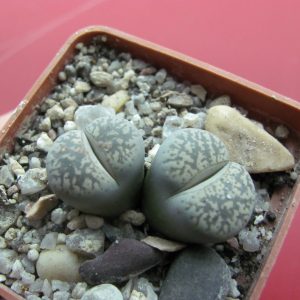 Lithops lesliei venteri