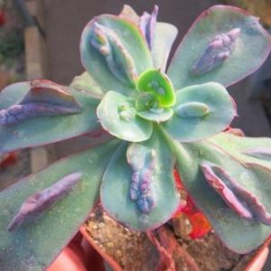 echeveria Baron Bold