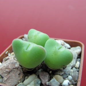 Conophytum altum
