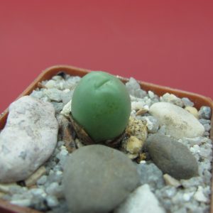 Conophytum globbosum