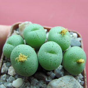 Conophytum hillii