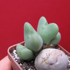 Conophytum muscosipapellatum