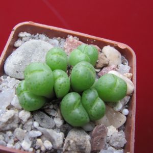 Conophytum uviforme