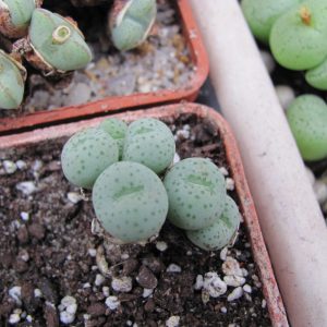 Conophytum gratum jacobsenianum