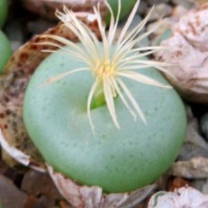 conophytum sp. ЮАР